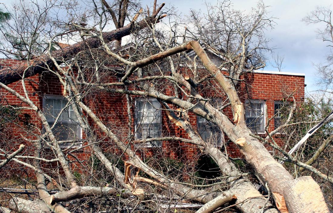 This is a picture of a storm damage trees.